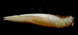 W:Acroscalpellum truncatum IpZ04