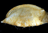 W:Amigdoscalpellum elegans qRZ02