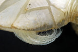 W:Litoscalpellum spinosus I몽Z02