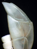 W:Trianguloscalpellum balanoides óTZ04