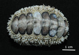 W:Acanthopleura gemmataž01
