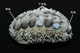 W:Acanthopleura gemmataž02