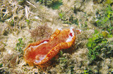 W:Hexabranchus sanguineus ή