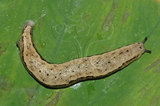 W:sPhilomycus fruhstorferi