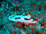 W:Chromodoris dianaeLwRhm