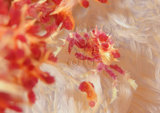 W:azarmala201100310000pp001Hoplophrys oatesi 