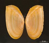W:azmobiva201201010000pp001 Phylloda foliacea \