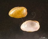 W:azmobiva201207310000pp001 ߵ Modiolarca cupreus