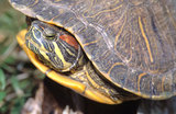 文件名稱:紅耳泥龜生態照片