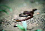 文件名稱:鐵線蛇生態照片