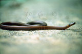 文件名稱:鐵線蛇生態照片