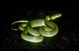 文件名稱:青蛇生態照片