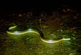 文件名稱:水蛇生態照片