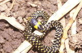 文件名稱:台灣赤煉蛇生態照片