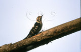 文件名稱:小啄木生態照片