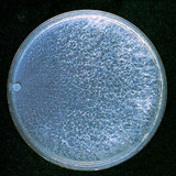 文件名稱:菌絲體在 1.5% MEA 25℃ 下生長六星期