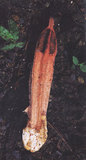 文件名稱:稜柱散尾菌尖角品種
