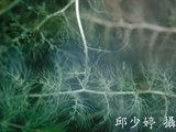 文件名稱:黃花狸藻-生育地及分佈