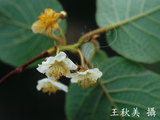 文件名稱:台灣羊桃-花