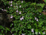 文件名稱:紫花鳳仙花-生育地及分佈