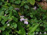文件名稱:紫花鳳仙花-葉