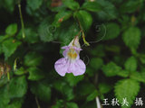 文件名稱:紫花鳳仙花-花