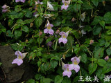 文件名稱:紫花鳳仙花-果
