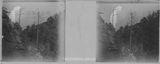 立體攝影-阿里山林木