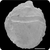 中文種名:南洋美銀漢魚學名:Atherinomorus lacunosus俗名:南洋美銀漢魚