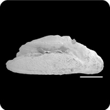 中文種名:四斑擬鱸學名:Parapercis clathrata俗名:四斑擬鱸