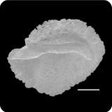 中文種名:銀鱗鯧學名:Monodactylus argenteus俗名:銀鱗鯧