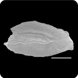 中文種名:黃邊鰭裸胸鯙學名:Gymnothorax flavimarginatus俗名:黃邊鰭裸胸鯙