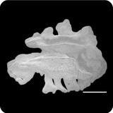 中文種名:圓口海緋鯉學名:Parupeneus cyclostomus俗名:圓口海緋鯉