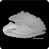 中文種名:叉尾似弱棘魚學名:Hoplolatilus fronticinctus俗名:叉尾似弱棘魚