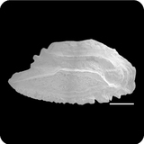 中文種名:圓眼戴氏魚學名:Labracinus cyclophthalmus俗名:圓眼戴氏魚