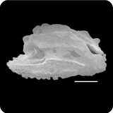 中文種名:雙帶鱸學名:Diploprion bifasciatum俗名:雙帶鱸