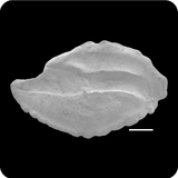 中文種名:金點金花鱸學名:Odontanthias chrysostictus俗名:金點金花鱸