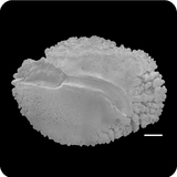 中文種名:川紋笛鯛學名:Lutjanus sebae俗名:川紋笛鯛