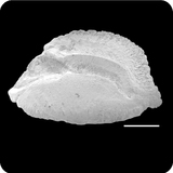 中文種名:單列齒鯛學名:Monotaxis grandoculis俗名:單列齒鯛