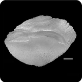 中文種名:似十二棘笛鯛學名:Lutjanus dodecacanthoides俗名:似十二棘笛鯛