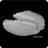 中文種名:貢氏蝴蝶魚學名:Chaetodon guentheri俗名:貢氏蝴蝶魚