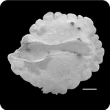 中文種名:斑鰭馬頭魚學名:Branchiostegus auratus俗名:斑鰭馬頭魚