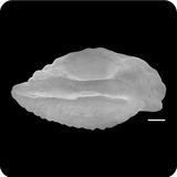 中文種名:赫氏無鰾鮋學名:Helicolenus hilgendorfii俗名:赫氏無鰾鮋