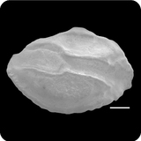 中文種名:單斑金花鱸學名:Odontanthias unimaculatus俗名:單斑金花鱸