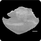 中文種名:片山氏癒齒鯛學名:Symphysanodon katayamai俗名:片山氏癒齒鯛