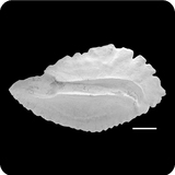 中文種名:日本竹筴魚學名:Trachurus japonicus俗名:日本竹筴魚