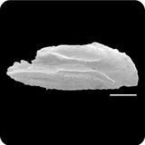 中文種名:四角唇指學名:Cheilodactylus quadricornis俗名:四角唇指