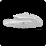 中文種名:花尾唇指學名:Cheilodactylus zonatus俗名:花尾唇指