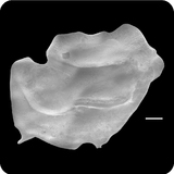 中文種名:重胸燧鯛學名:Hoplostethus crassispinus俗名:重胸燧鯛