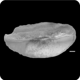 中文種名:擬星腔吻鱈學名:Coelorinchus asteroides俗名:擬星腔吻鱈